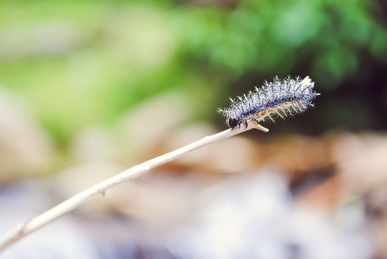 毛虫の正しい予防時期はいつ 必見 毛虫対策